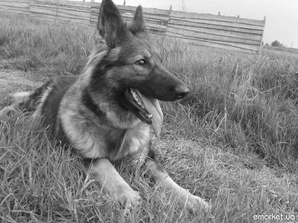 ..:: Немец ::..