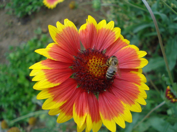 Натусик Ната