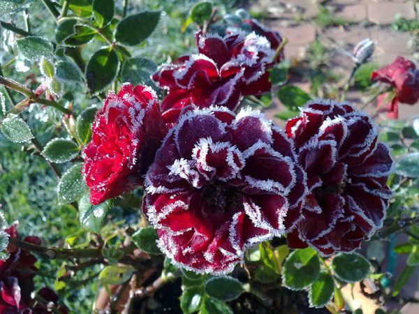 Оксана Рыбалова