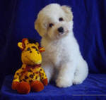 Диана Горлова