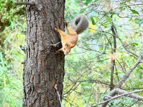 Ирина Шмарина