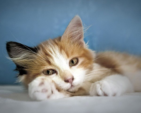 Татьяна Травникова