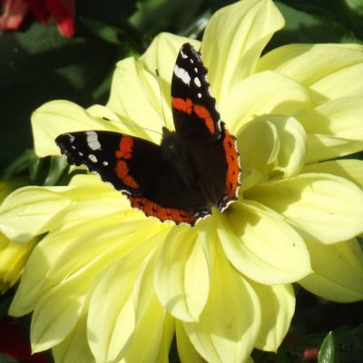 Марина Дымшакова