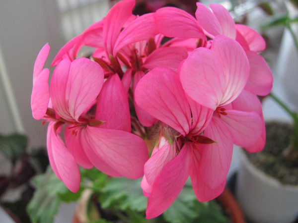 Наталья Исакова