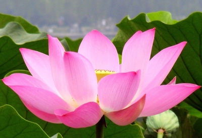 Елена Фитилёва