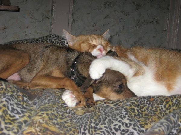 Ирина Агаркова