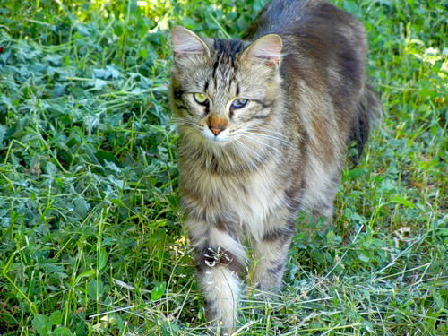 Саша Соловьев