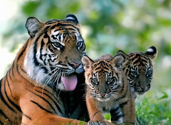 Айгуль Маратова