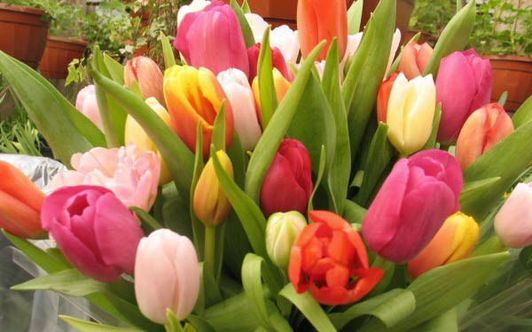 Наталья Самохвалова