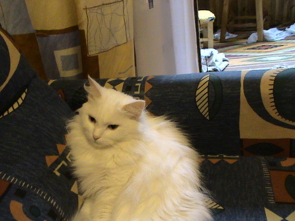 Максим Стыценко