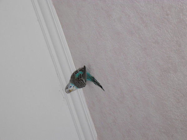 Асем Дюсенова