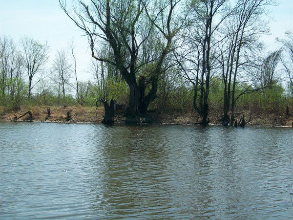 Алексей Семенов