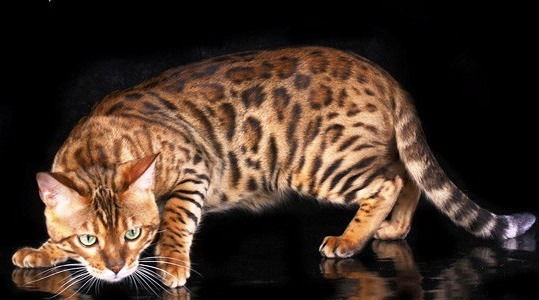 Ольга ______________