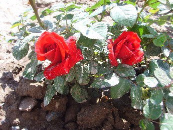 Улжамал Еркебаева