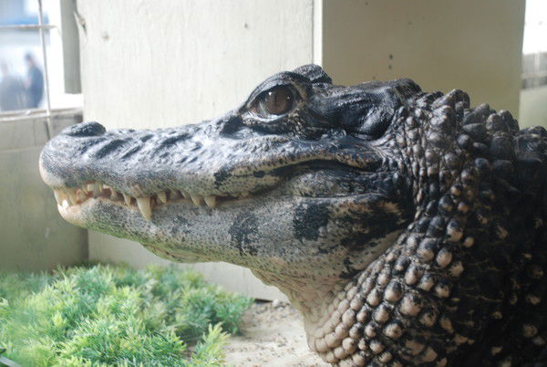 Гена Крокодилов