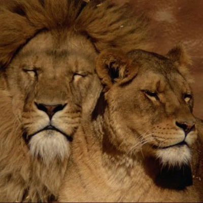 Дмитрий Куликов