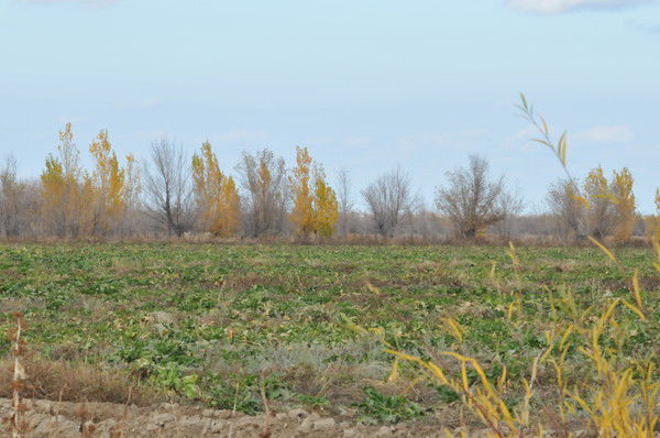 Татьяна Ларина