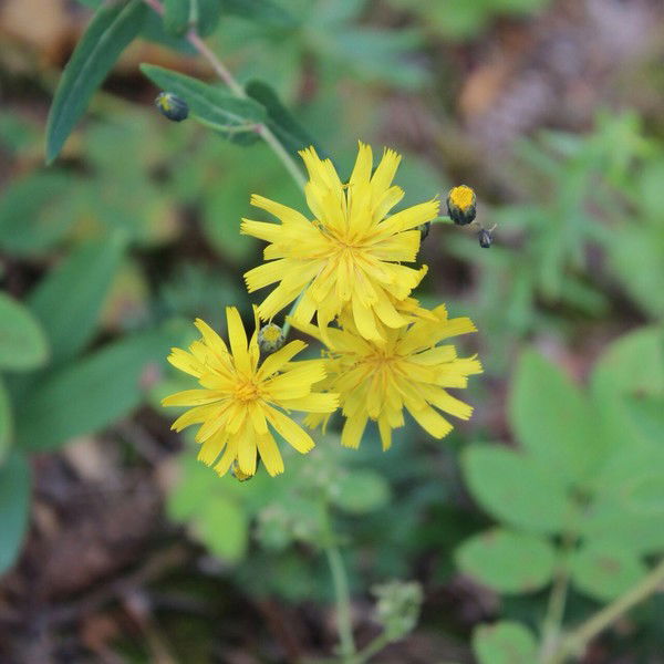 Дарья Абдыкаримова