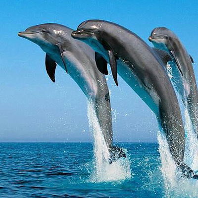 Ирина Волчок