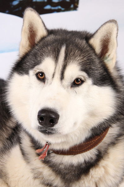 Алена Костенко