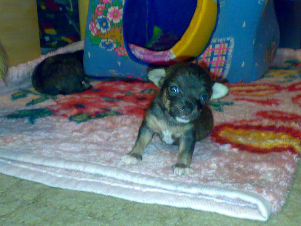 Анатолий Левченко