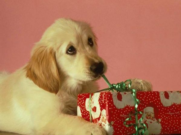 Ирина Гаврина