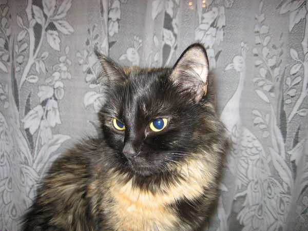 Людмила Полевая