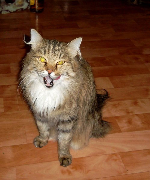 Светлана Белова