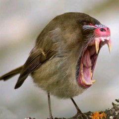 Александр Карпов