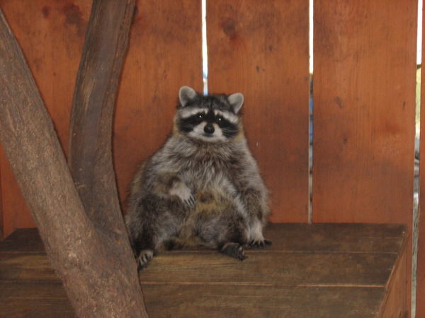 Борис Сурин