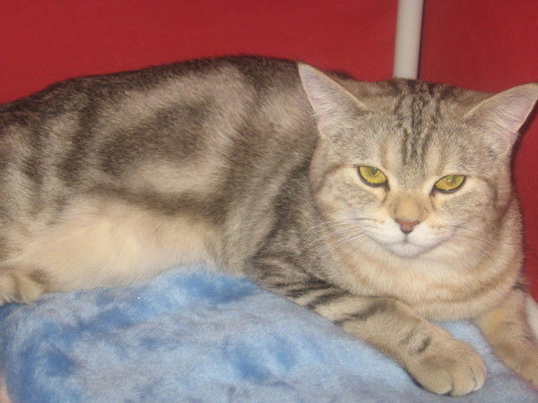 Лана Соколова