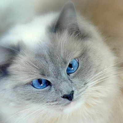 Клепа Леопольдовна