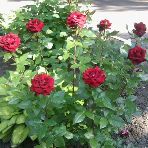 Ирина Зайцева