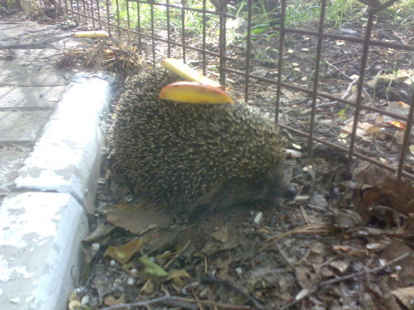 Александр Шушунов