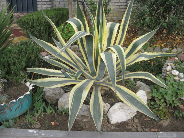 Евгений Бадин