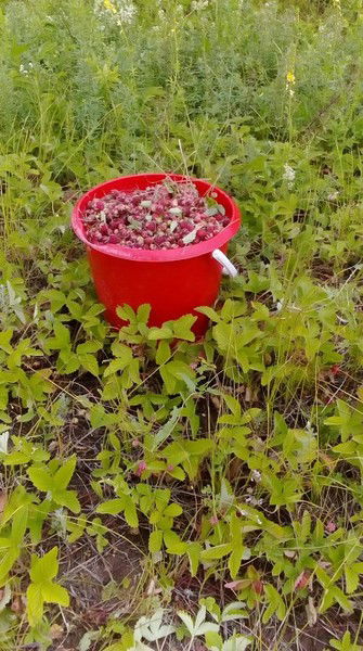 Людмила Шачина