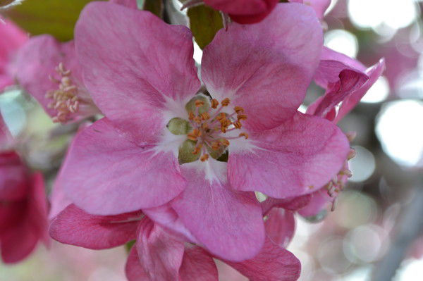 Оля Тищинко