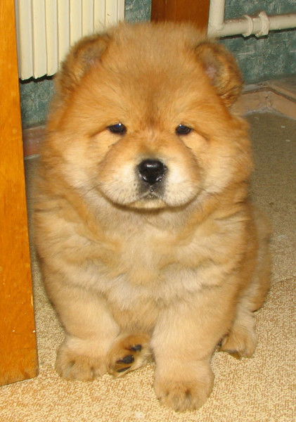 Рафаэл Мелконян