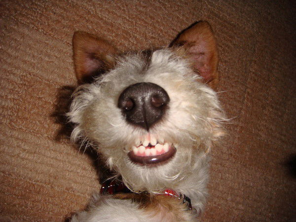 Максим Пешехонов