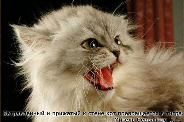 Надежда Барыкина