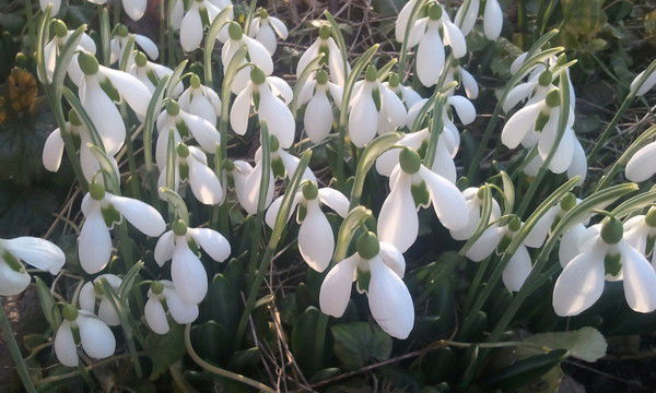 Надежда Mesheryakova