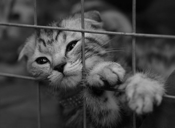 Хамида Седамутова