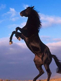 Азамат Касымбеков