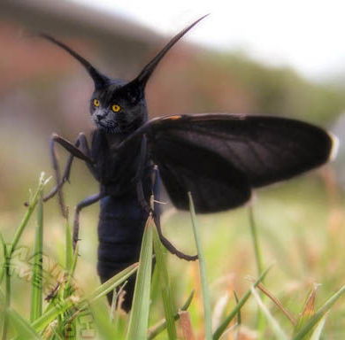 Елена Абросимова