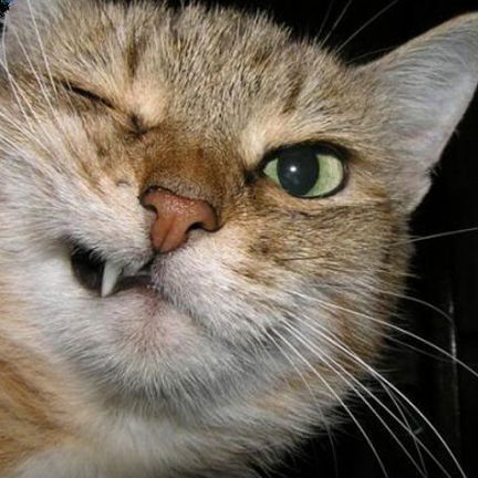 Сергей Аникин