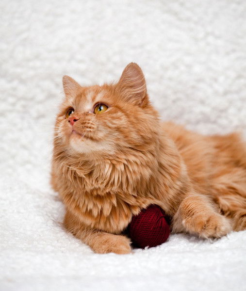 Жарганова Анфиса