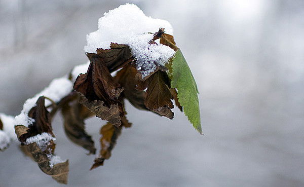 Алексей Постоев