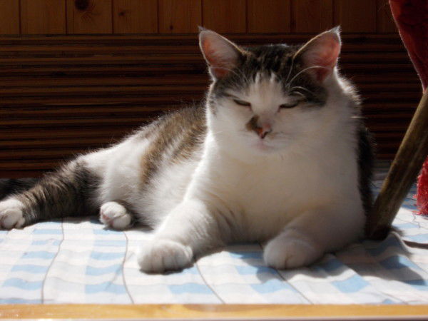 Эльвира Кашеварова