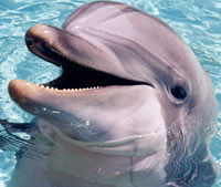 Олег Никтовский