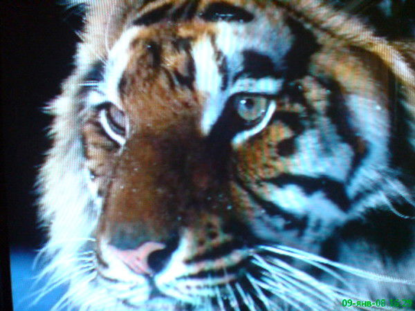 Gulmurad Aliguliyevic